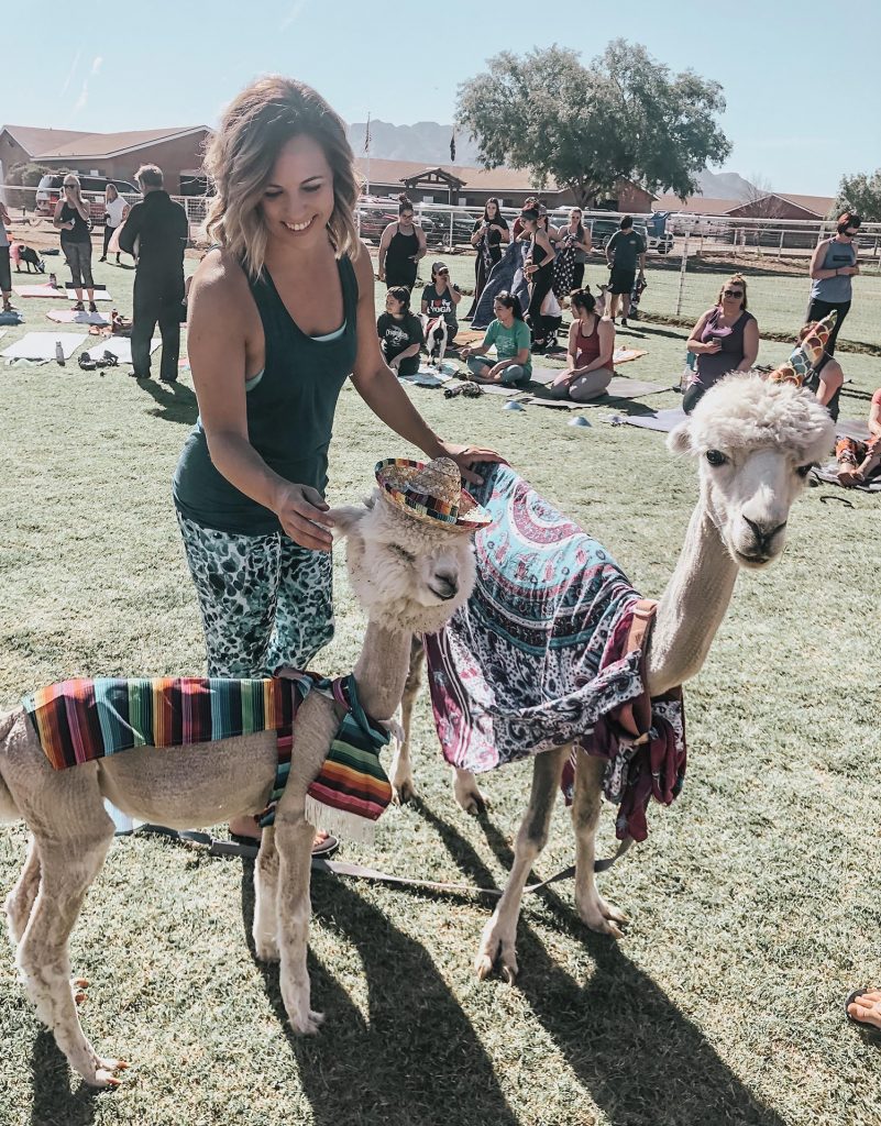 llamas at goat yoga