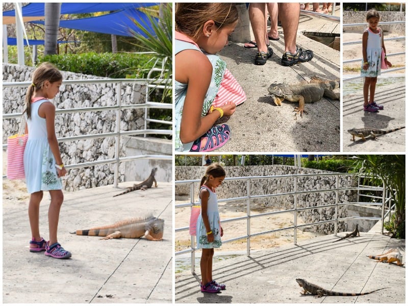 Caribbean cruise, turtle farm, grand cayman island