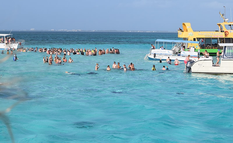 Stingray city in the Grand Cayman Island, Visiting this great excursions on your western Caribbean cruise port.