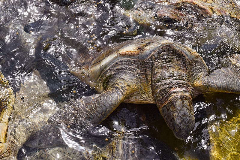 Cayman Islands Turtle Farm