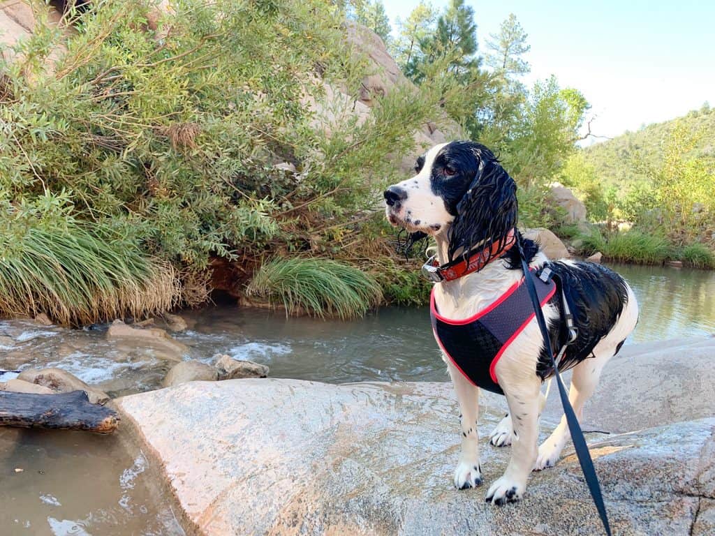 Dog-friendly hike in Payson Arizona