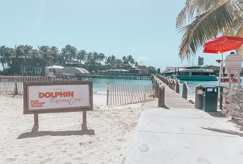 Dolphin encounter Bahamas