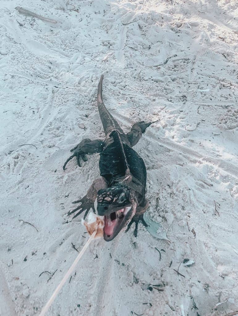 Feeding Iguanas at Allen Cay in the Bahamas