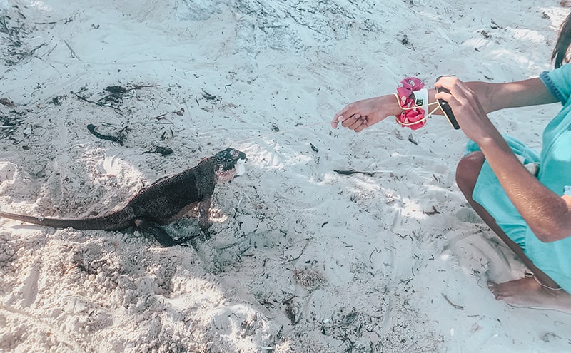 Feeding Iguanas at Allen Cay in the Bahamas