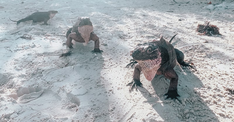 Feeding Iguanas at Allen Cay in the Bahamas