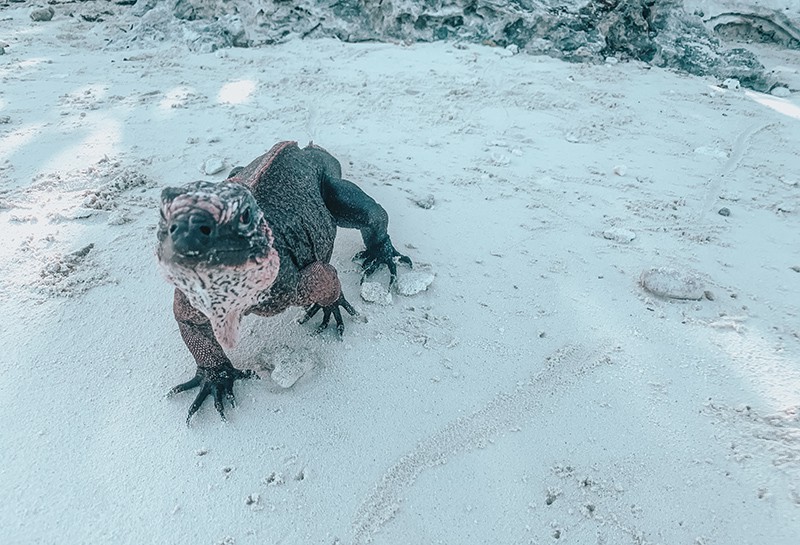 Feeding Iguanas at Allen Cay in the Bahamas