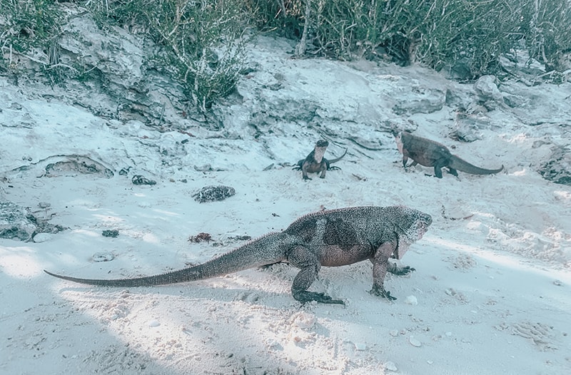 Feeding Iguanas at Allen Cay in the Bahamas