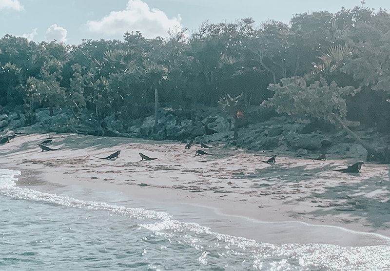 Feeding Iguanas at Allen Cay in the Bahamas