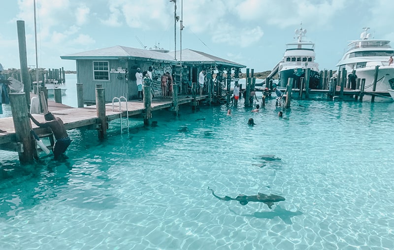 Swimming with nurse sharks in the Bahamas