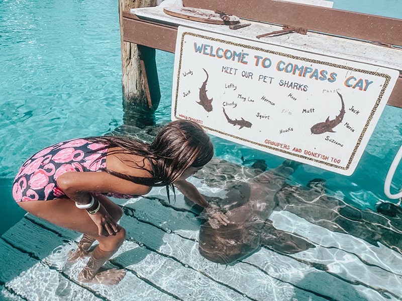 Swimming with nurse sharks in the Bahamas