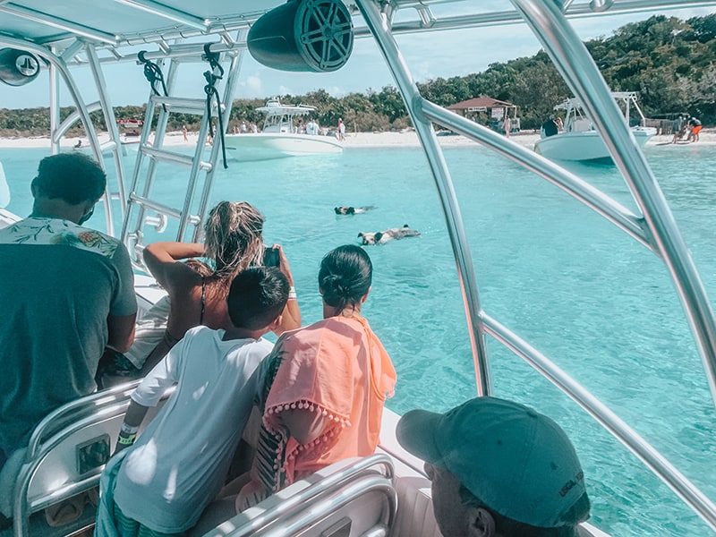 The swimming pigs of The Bahamas