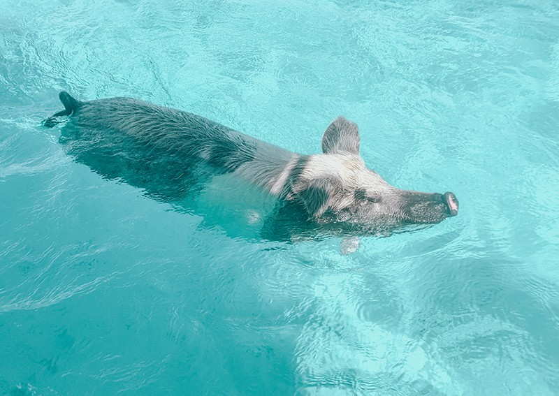 The swimming pigs of The Bahamas. Pigs of Exuma.