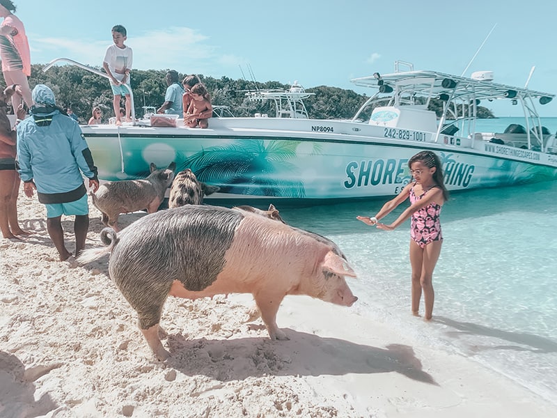 The swimming pigs of The Bahamas