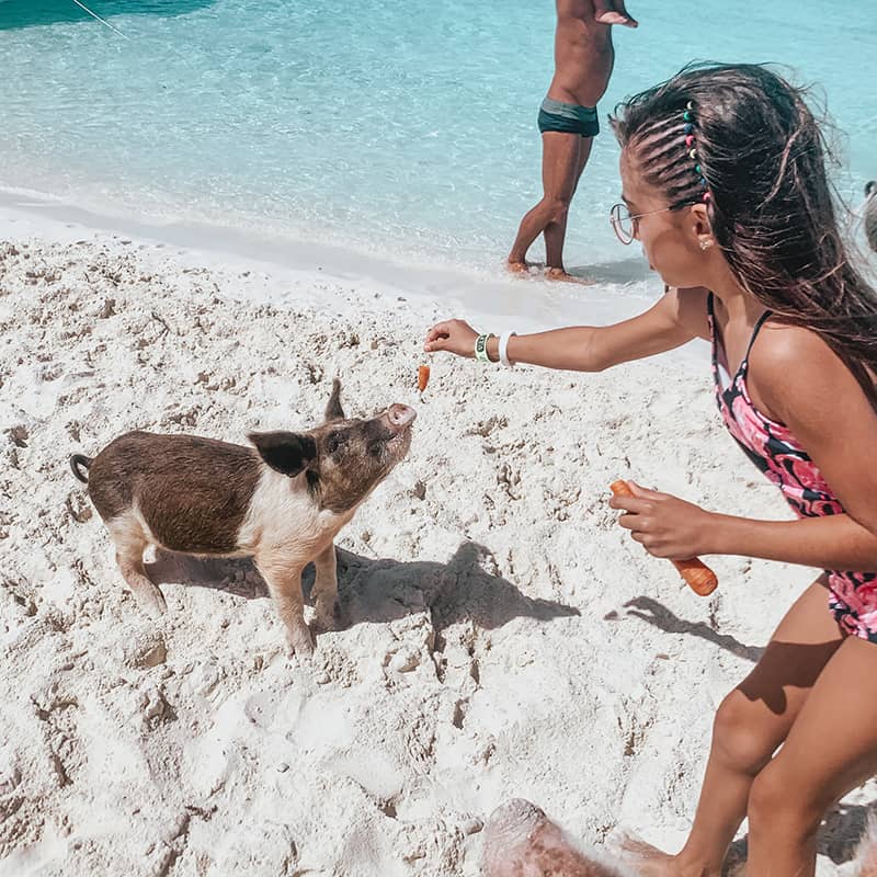 The swimming pigs of The Bahamas