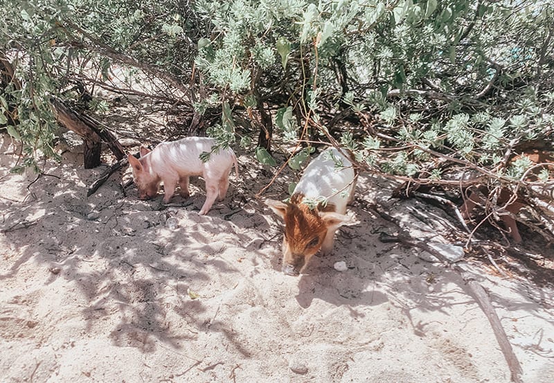 The swimming pigs of The Bahamas