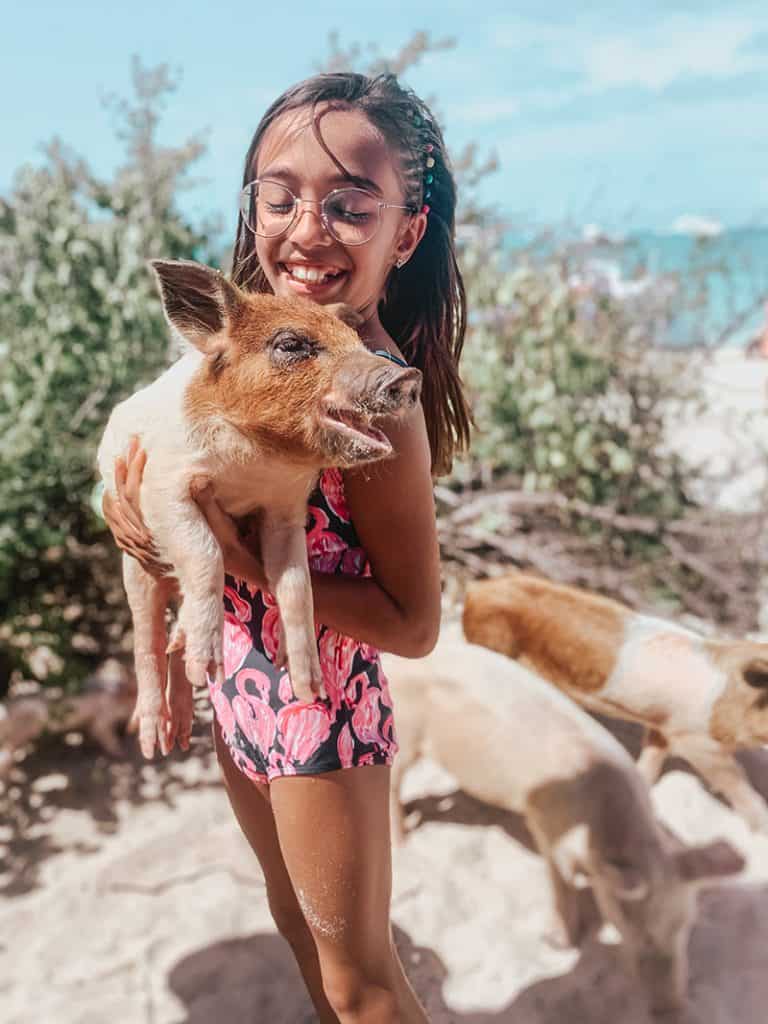 The swimming pigs of The Bahamas. Pigs of Exuma.