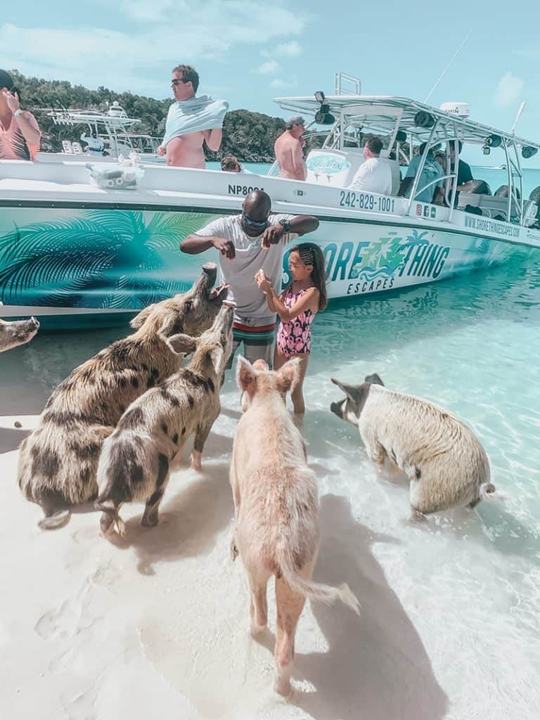 The swimming pigs of The Bahamas