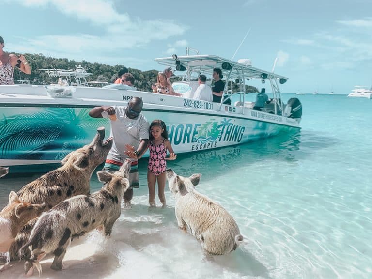 How To See The Famous Swimming Pigs of the Bahamas