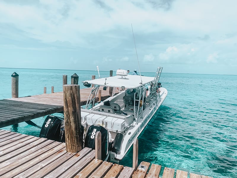 the famous swimming pigs of the Bahamas