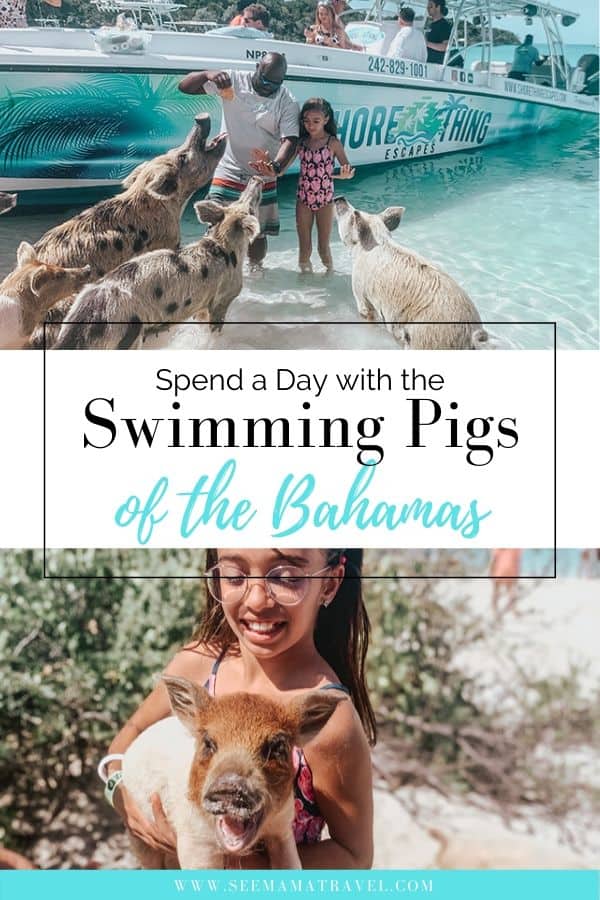 How to See The Famous Swimming Pigs of The Bahamas