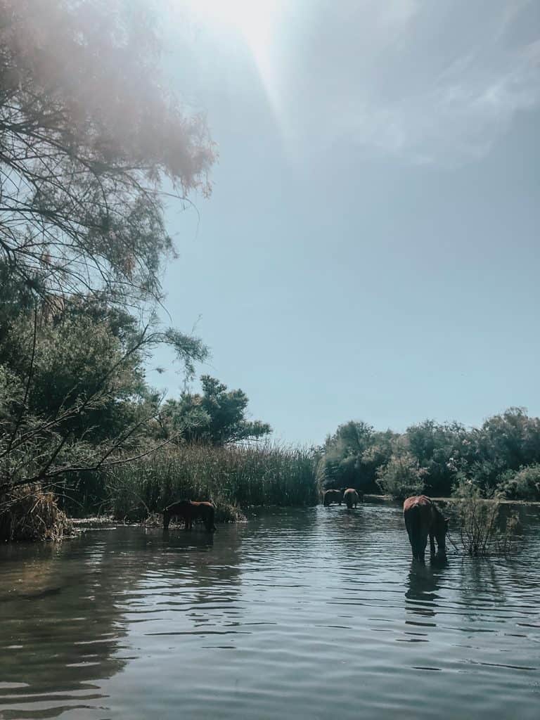 Salt River horses