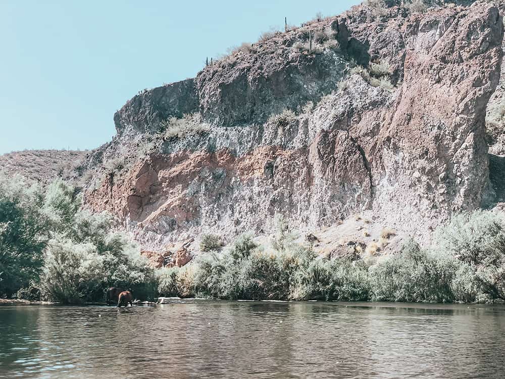 Salt River horses