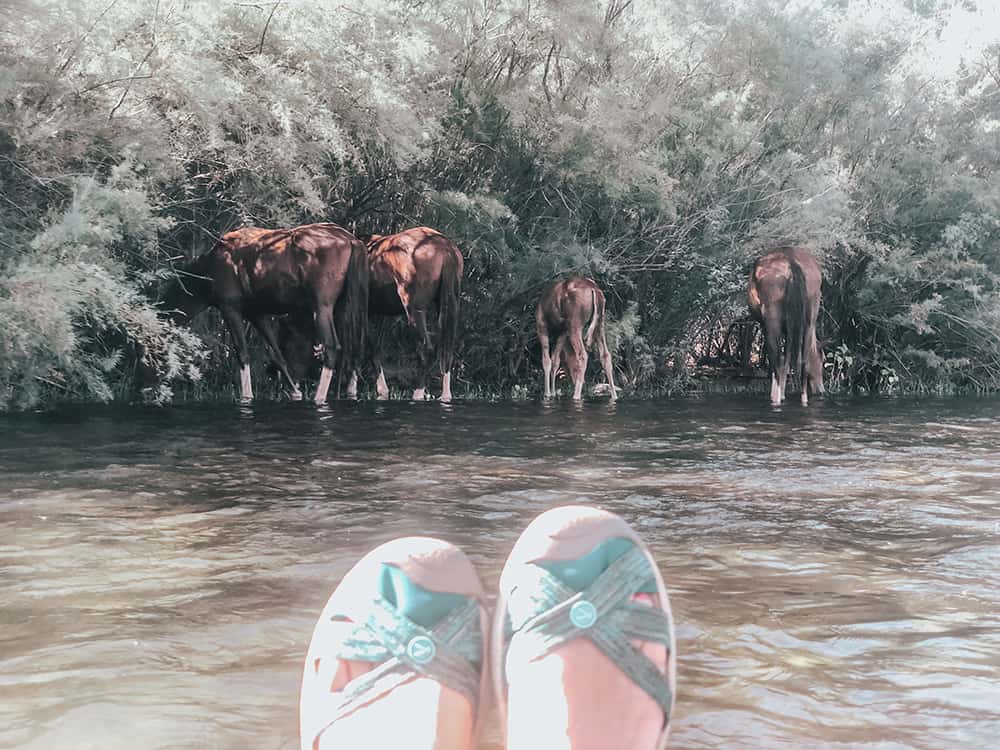 Salt River horses