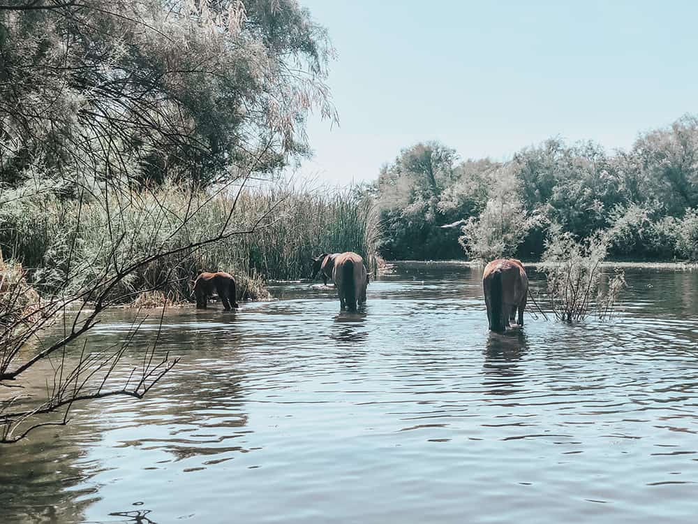 Salt River horses