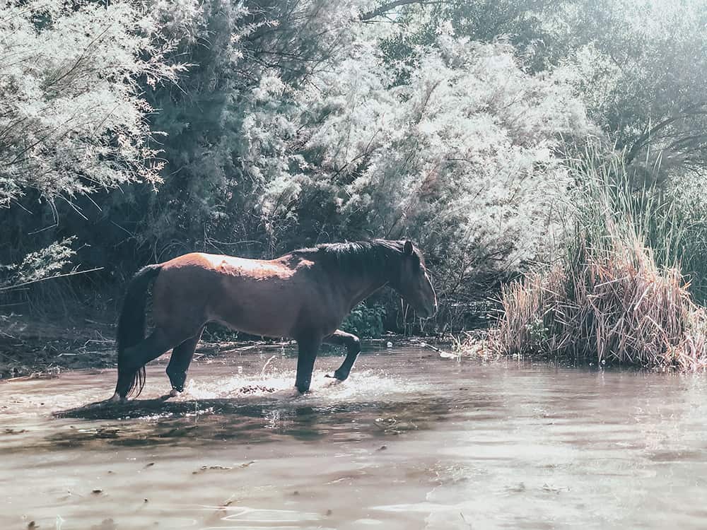 Salt River horses