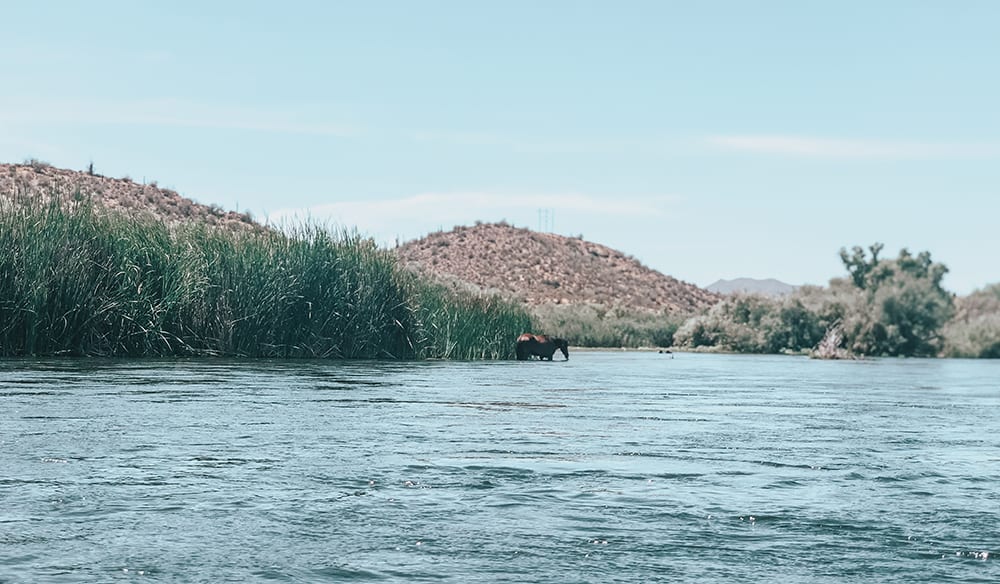 Salt River horses