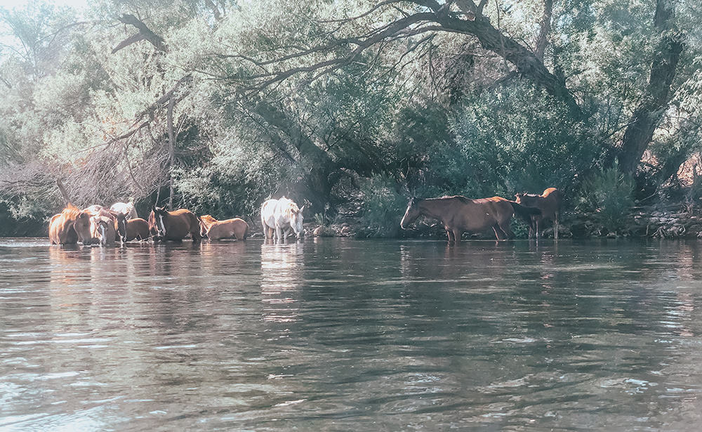 Salt River horses