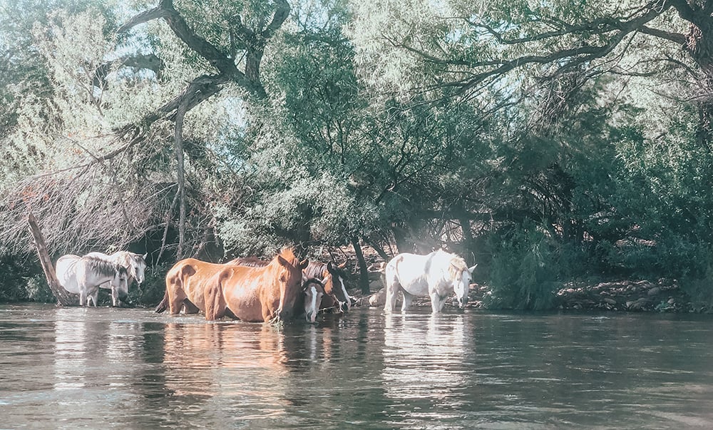 Salt River horses