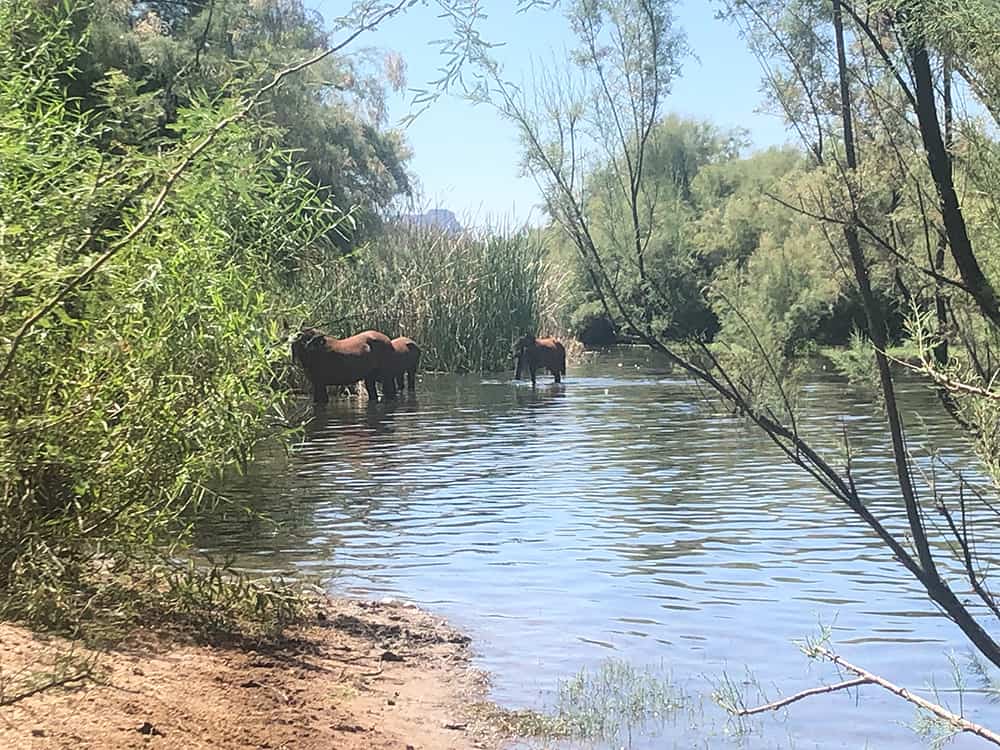 Salt River horses