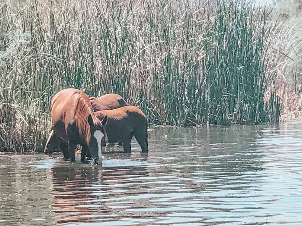 Salt River horses