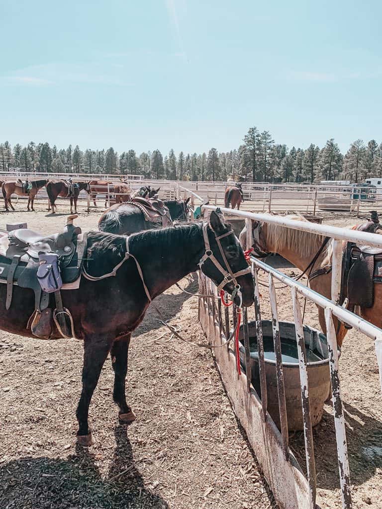 Porter Mountain Stables