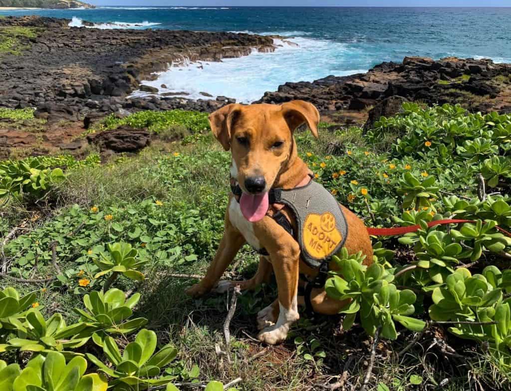 Kauai Humane Society