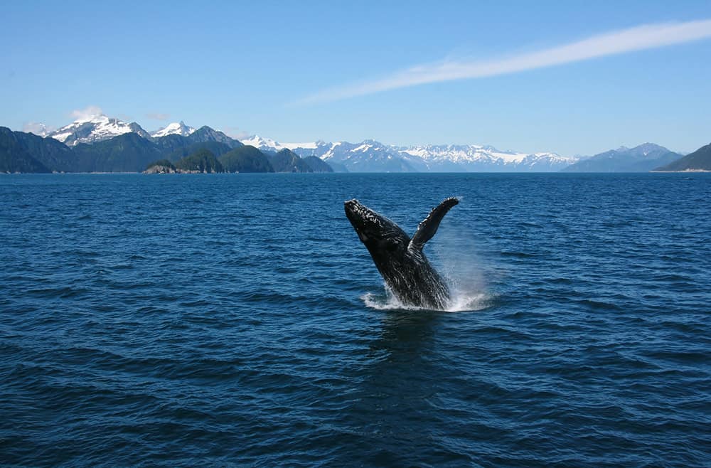 The best time to cruise to alaska