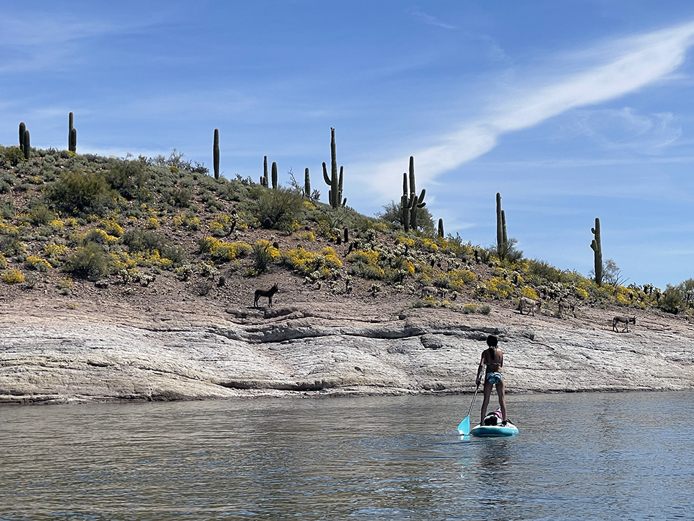 Paddle boarding in Arizona with Kids