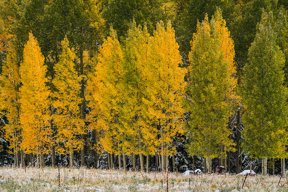 Aspen trail loop. fall colors in arizona