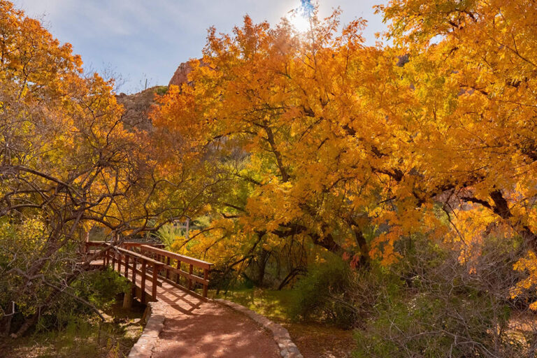 Where To See Fall Colors in Arizona without Having to Hike Far in 2023