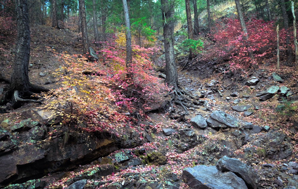 Christopher Creek Fall colors