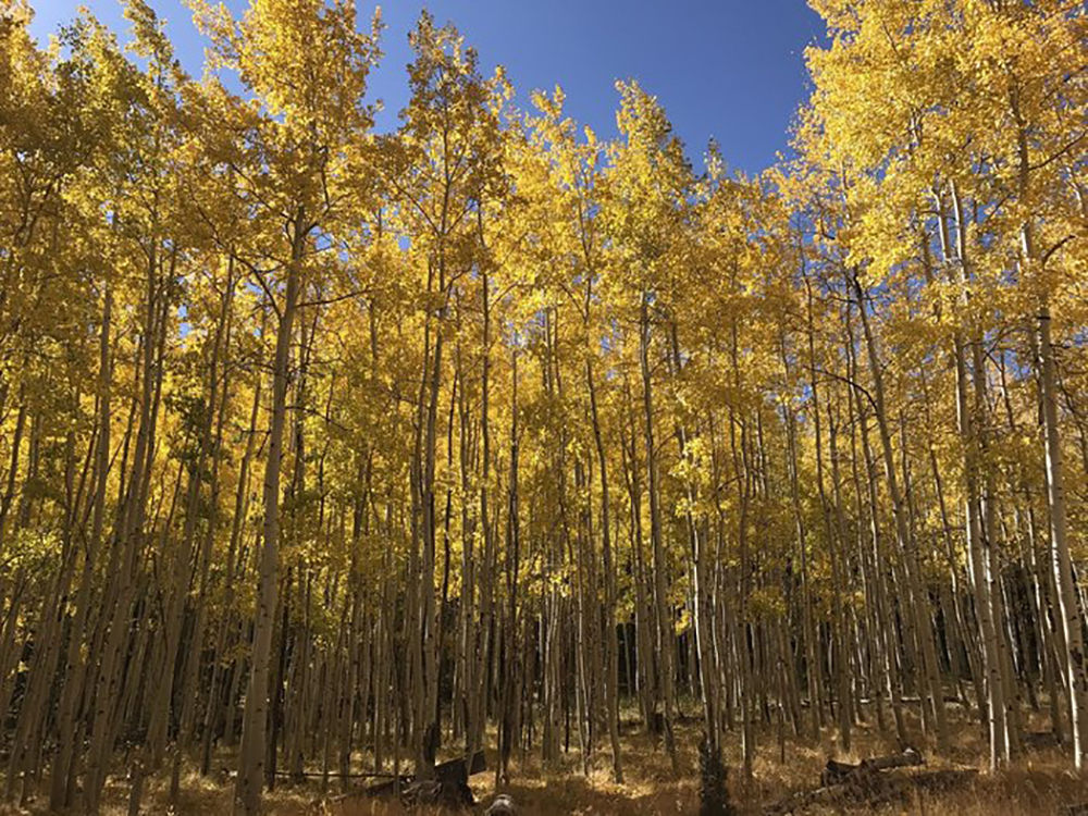 Inner Basin Trail