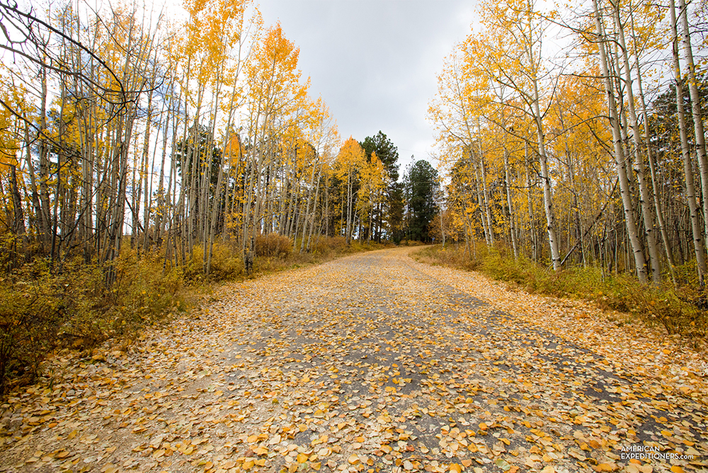 Fall colors near Tucson