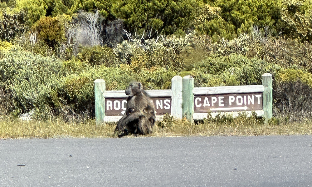 Baboon at the Cape of Good Hope