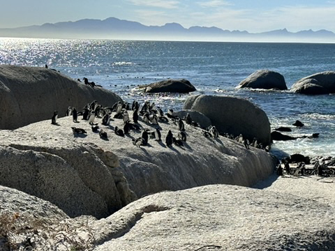 Boulder Beach Penguins. Things To Do Alone In Cape Town