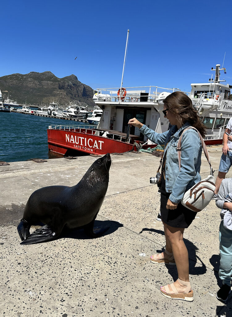 Hout Bay Sea Lions. Things To Do Alone In Cape Town