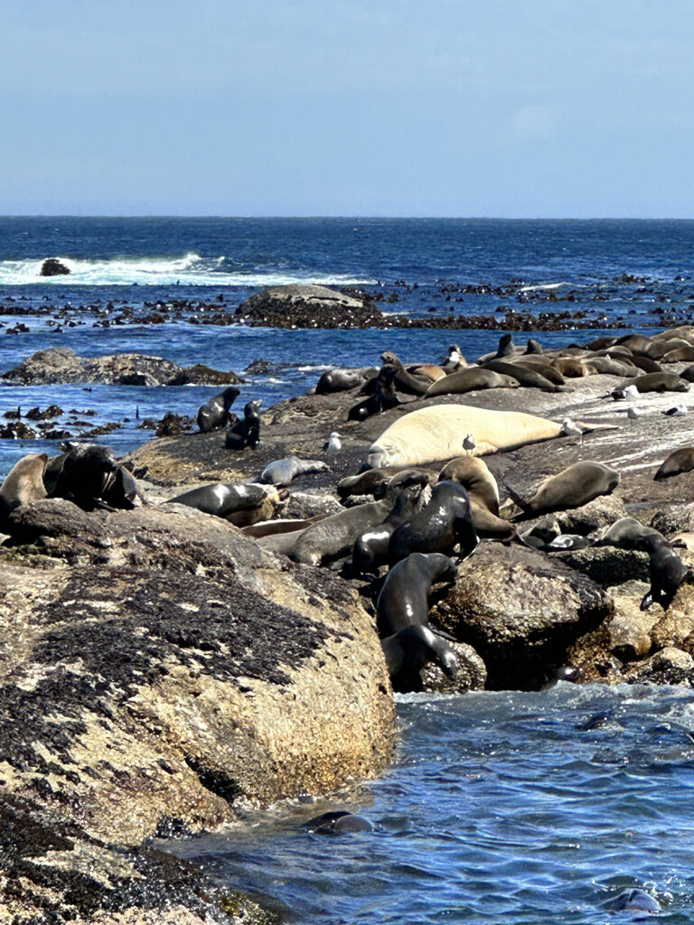 Seal Island at Hout Bay