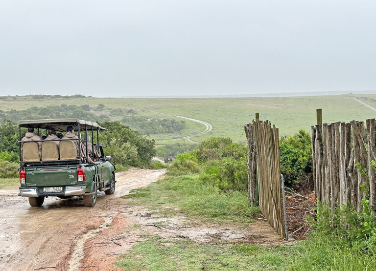 Is a South Africa Safari Worth It? An Honest Review