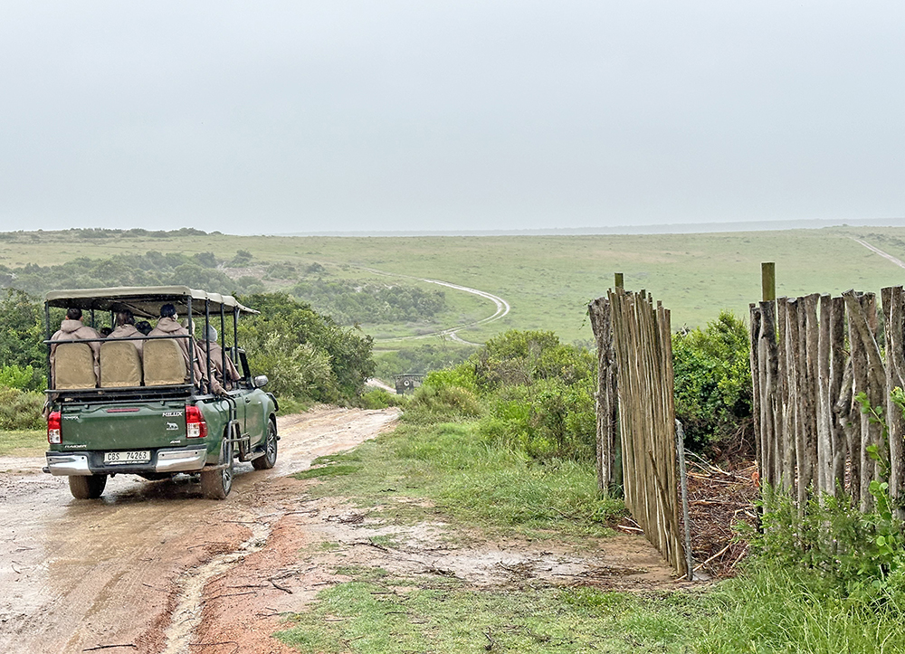 Have you been considering going on a Safari but wondering; is a South Africa Safari Worth It? The short answer… YES!