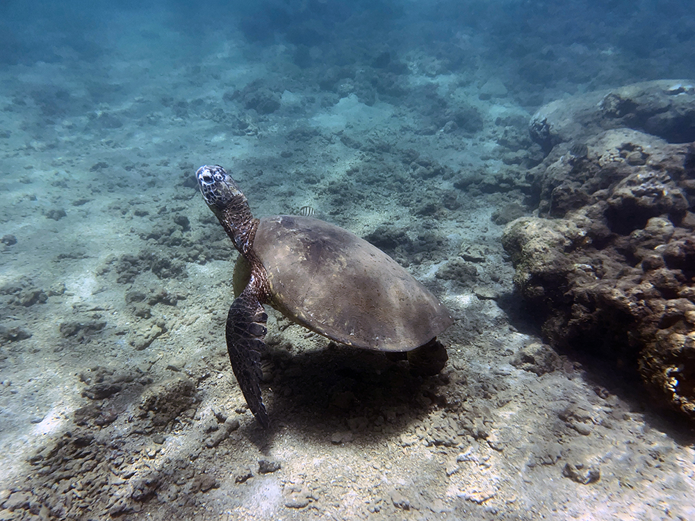 Turtle at Baby Beach Kauai